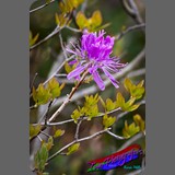 _MG_2627
Maine's wild flowers